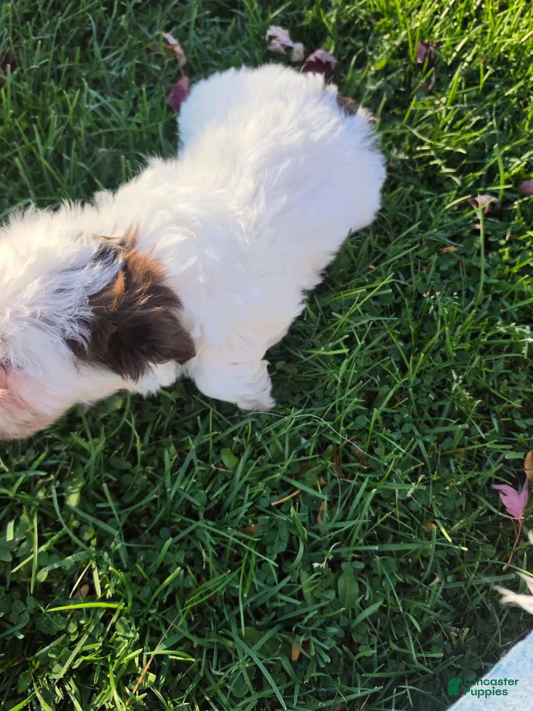 Havanese dogs for sale: Havanese 26105-03 (female) - Ad 3