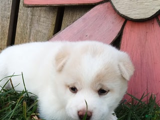 Shiba Inu dogs Regina - Ad 19