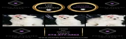 Maltese dogs for sale: Fendi - Ad 6