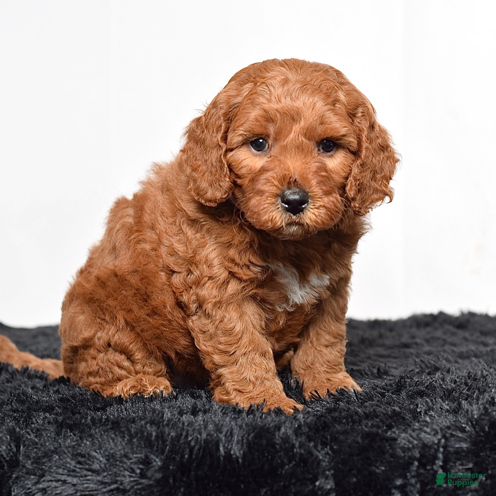Mini Goldendoodle dogs for sale:  Murphy - Ad 5