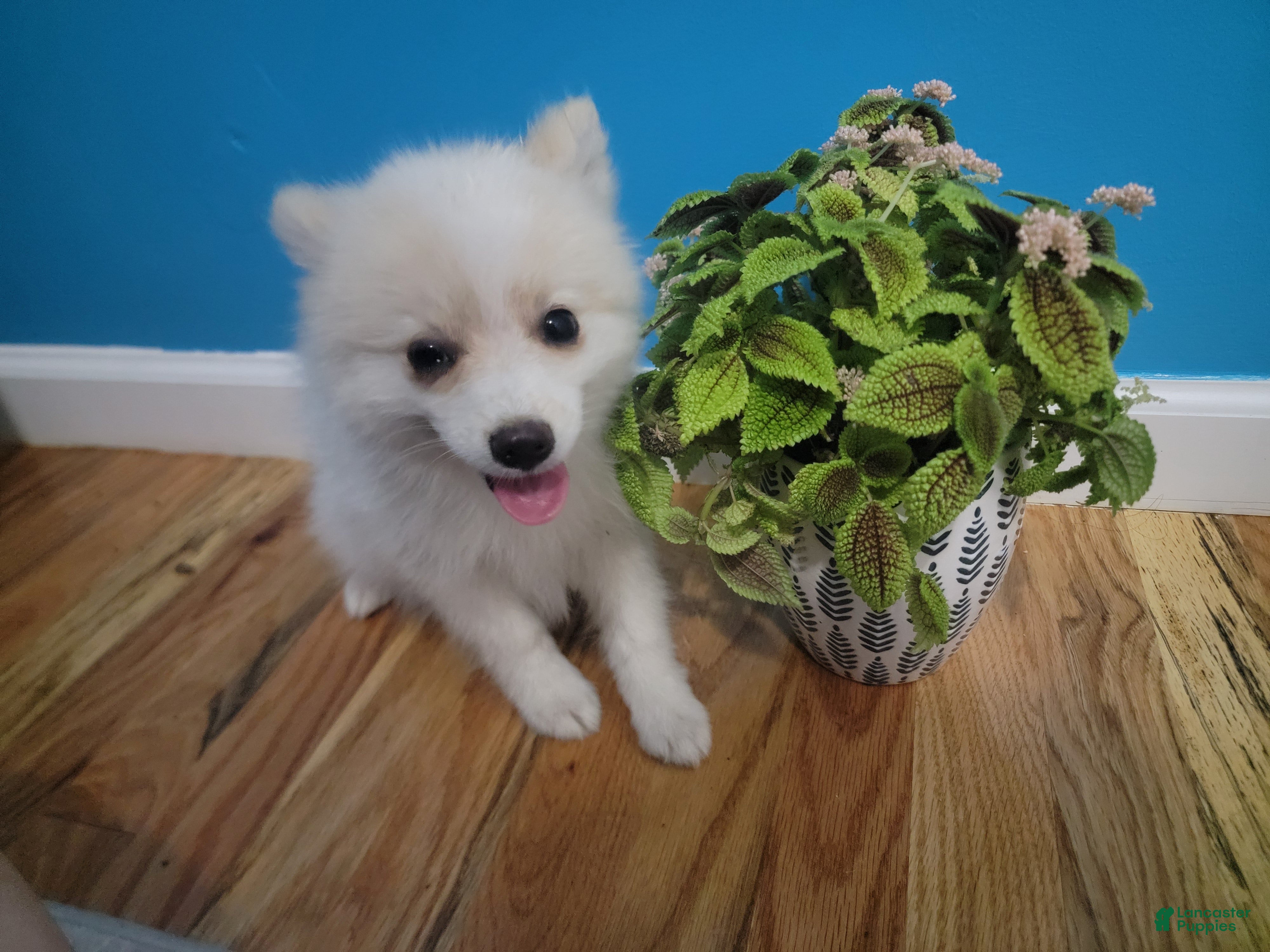 Pomeranian dogs Arcanine - Ad 2