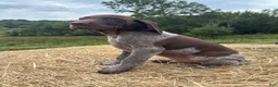 German Shorthaired Pointer dogs for sale: German Shorthaired Pointer 1 - Ad 6