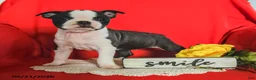 Boston Terrier dogs for sale: DeAnne - Ad 5