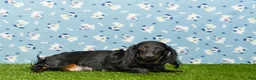 Miniature Dachshund dogs for sale: Edgar - Ad 8