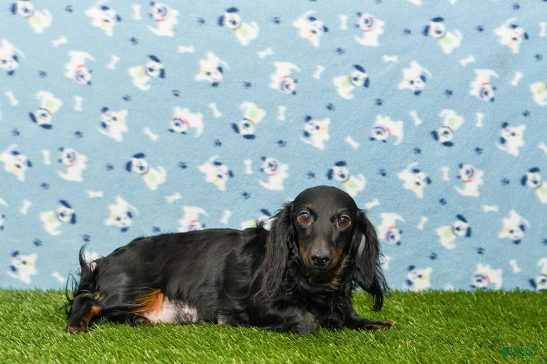 Miniature Dachshund dogs for sale: Edgar - Ad 8