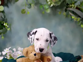 Dalmatian dogs Dalmatian Puppy 5 - Ad 24