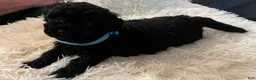 Toy Poodle dogs for sale: Teddy - Ad 2