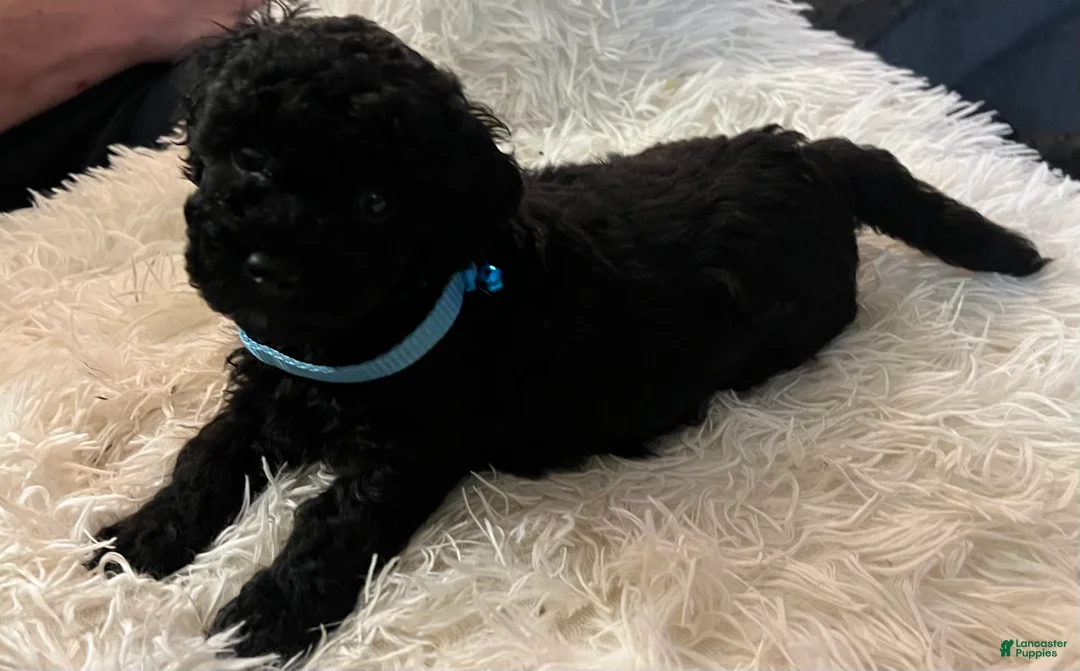 Toy Poodle dogs for sale: Teddy - Ad 2