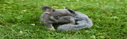 French Bulldog dogs for sale: Kilo  - Ad 4