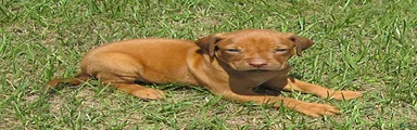 Rhodesian Ridgeback 2