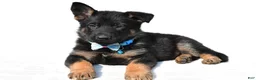 German Shepherd dogs for sale: Lonnie - Ad 1