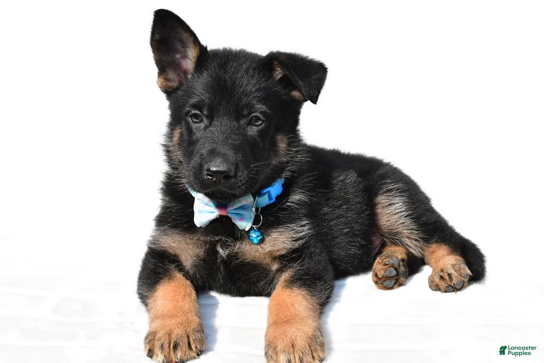 German Shepherd dogs for sale: Lonnie - Ad 1