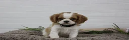 Cavalier King Charles Spaniel dogs for sale: Houston - Ad 2