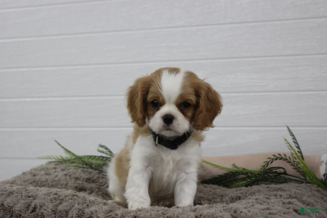 Cavalier King Charles Spaniel dogs for sale: Houston - Ad 2