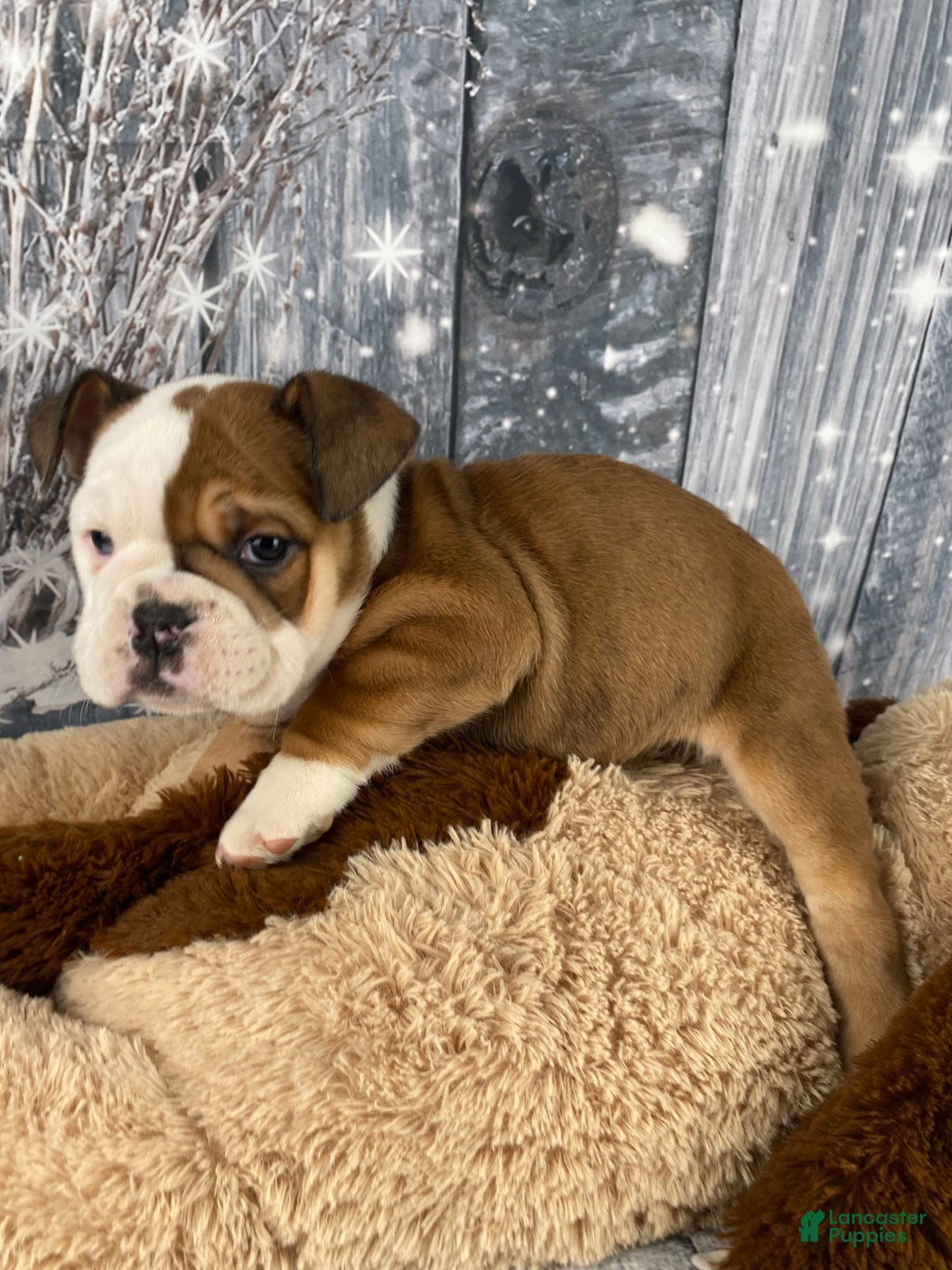 English Bulldog dogs for sale: Nora - Ad 2