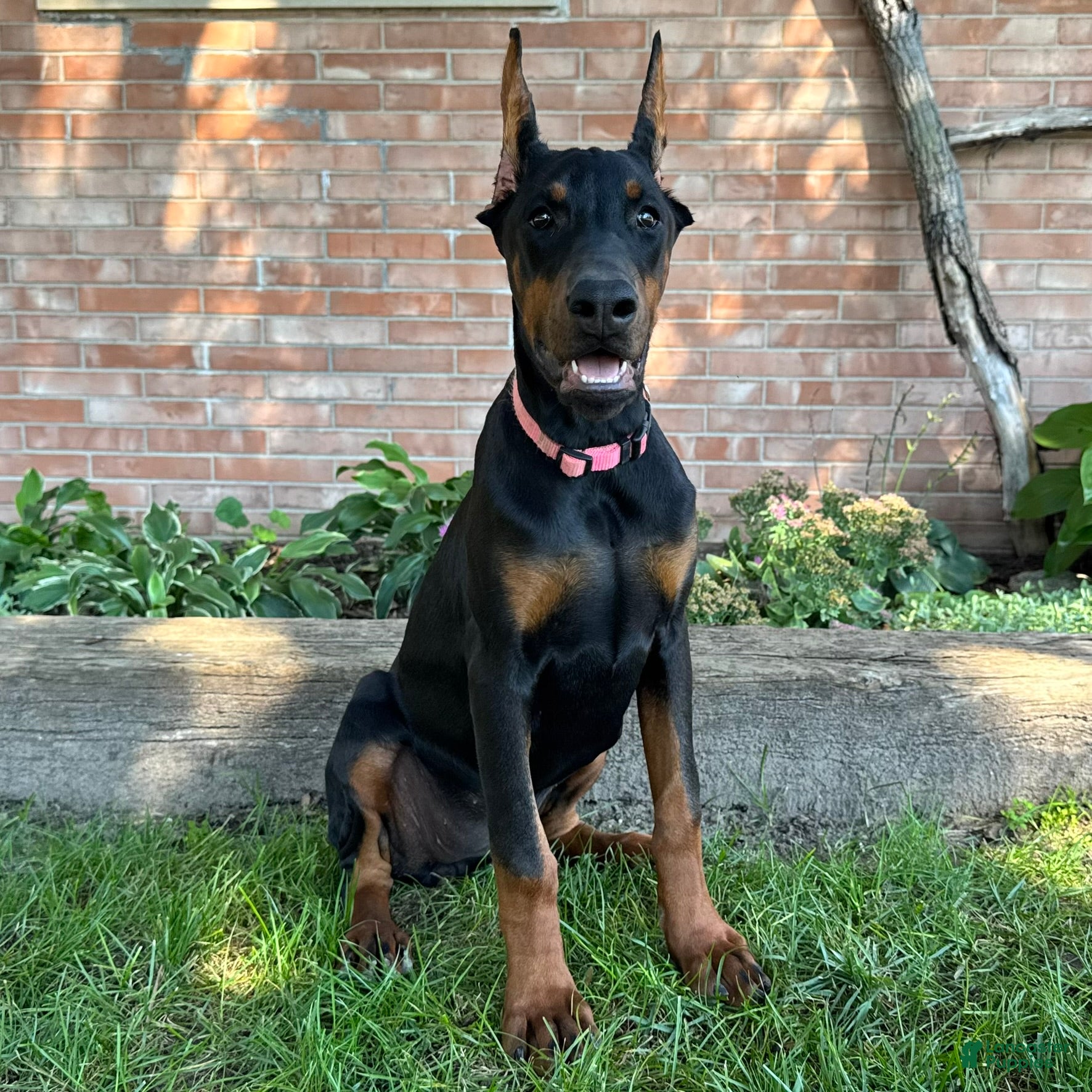 Doberman Pinscher dogs Zelda - Ad 2