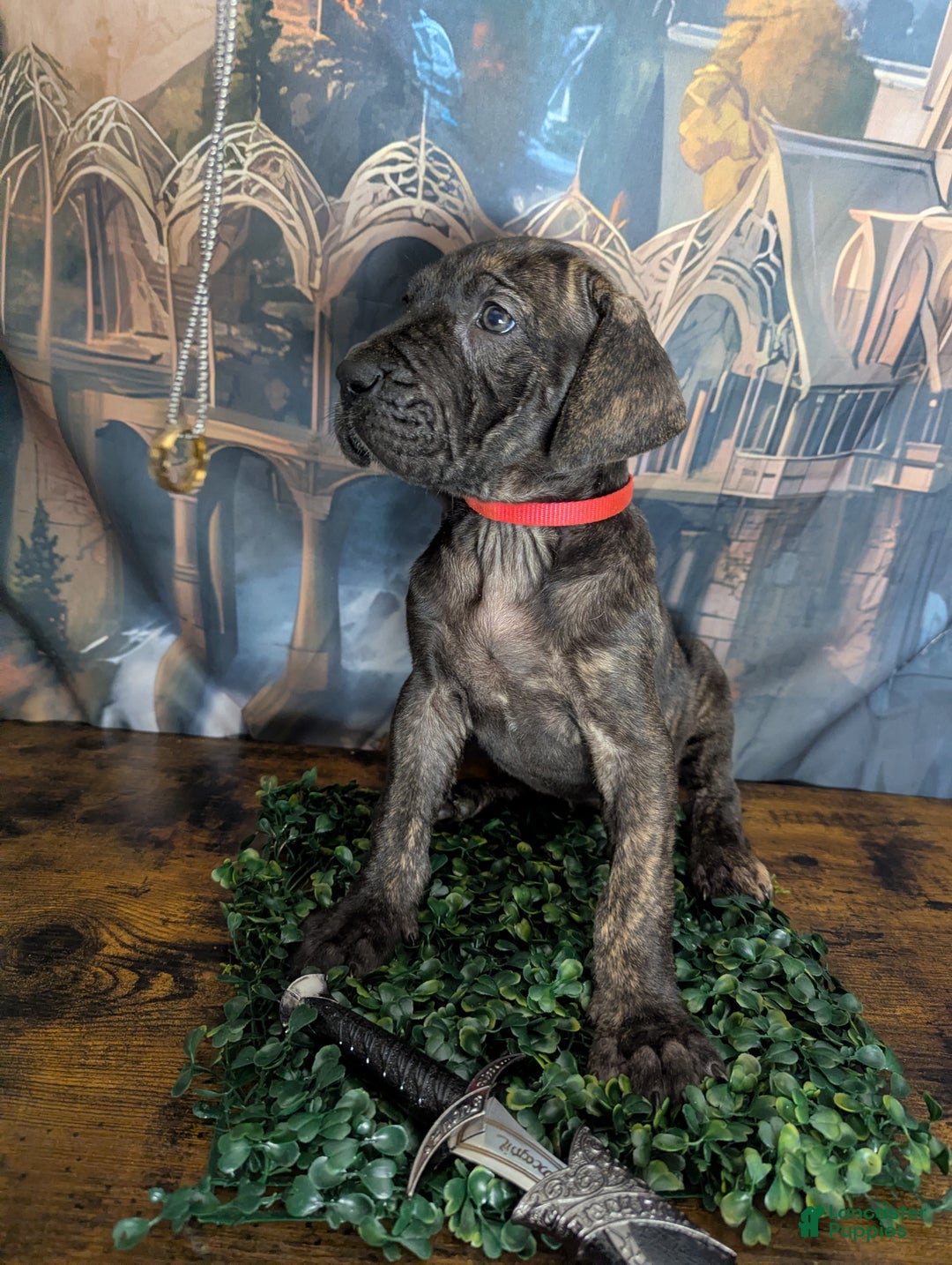 Great Dane dogs for sale: Arwen Brindle Female Great Dane Puppy  - Ad 4