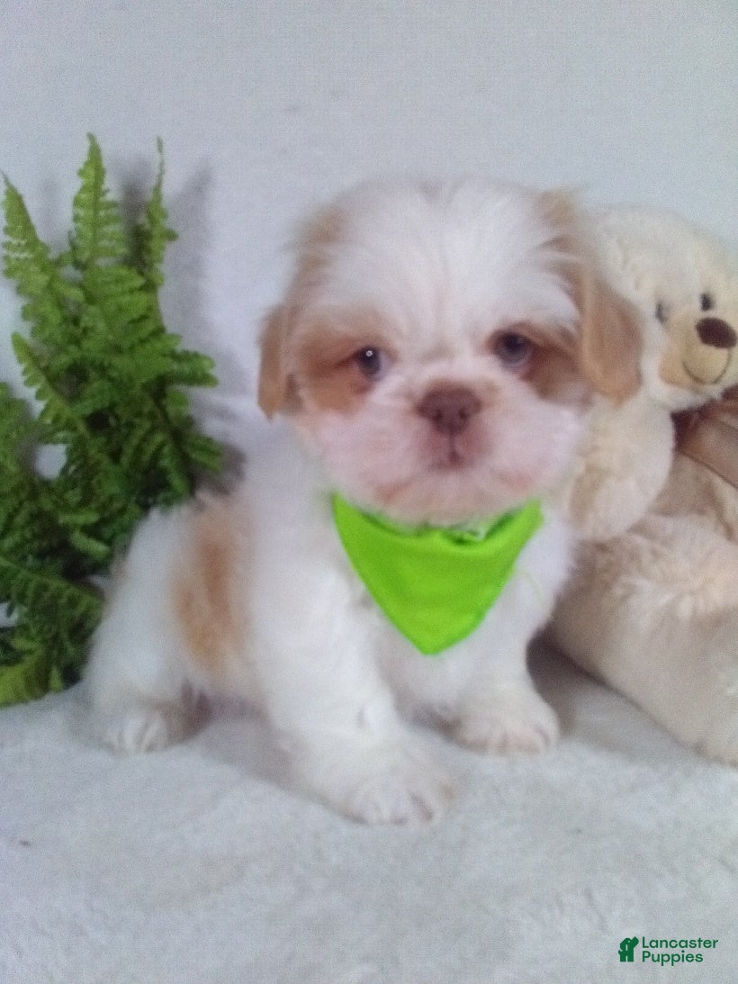 Shih Tzu dogs Rambo - Ad 1