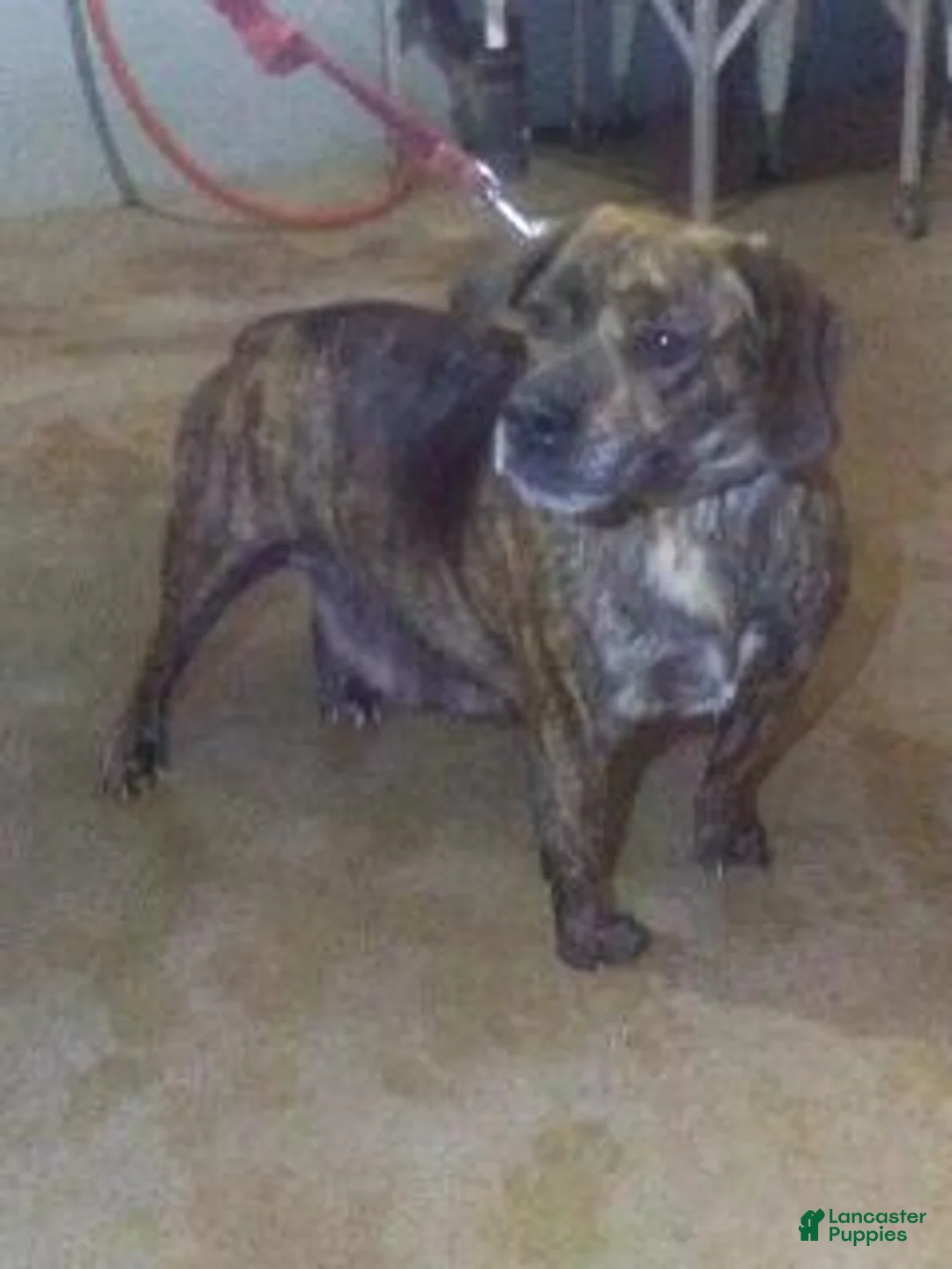 Beabull dogs for sale: Poppy - Ad 9