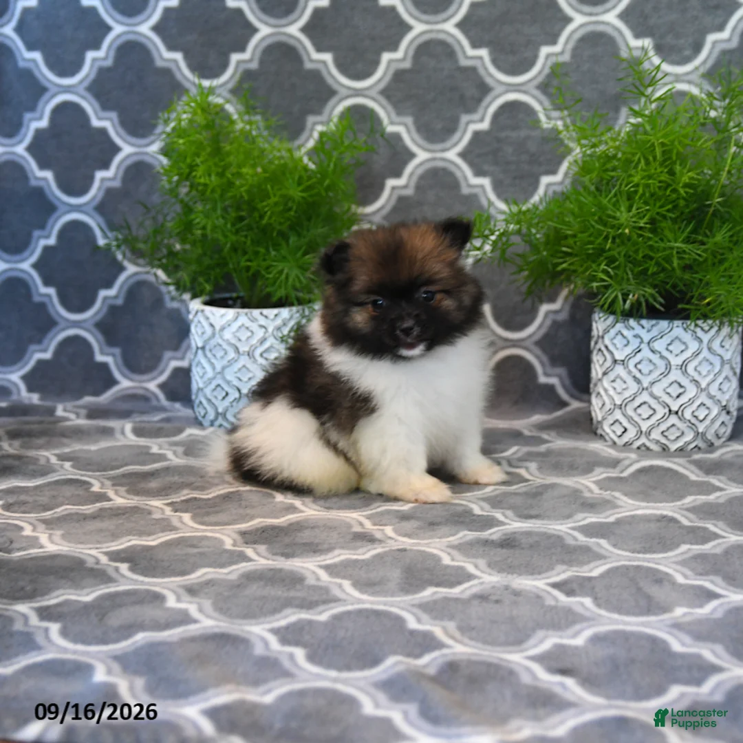 Pomeranian dogs for sale: Rita - Ad 2