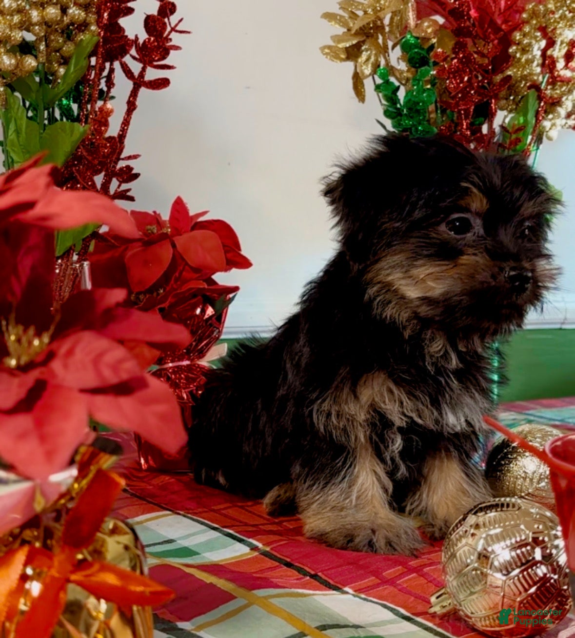 Shorkie dogs Shorkie Puppy 2 - Ad 30