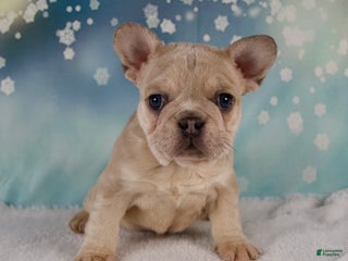 French Bulldog dogs Mika - Ad 1