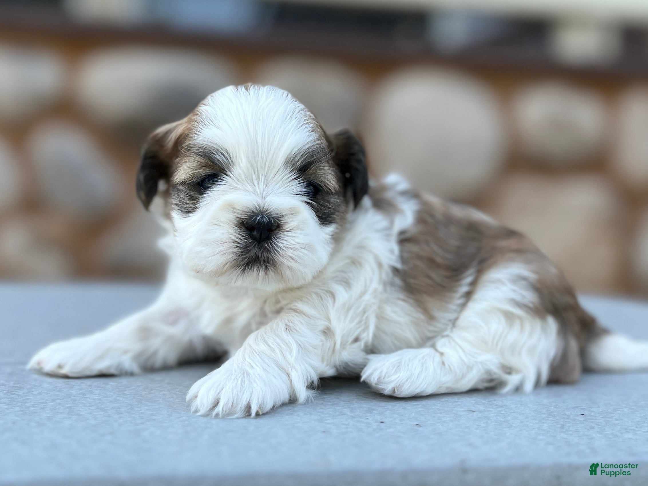 Shih Tzu dogs Jessie - Ad 4