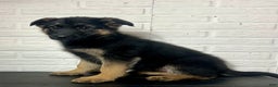 German Shepherd dogs for sale: Dixie - Ad 4