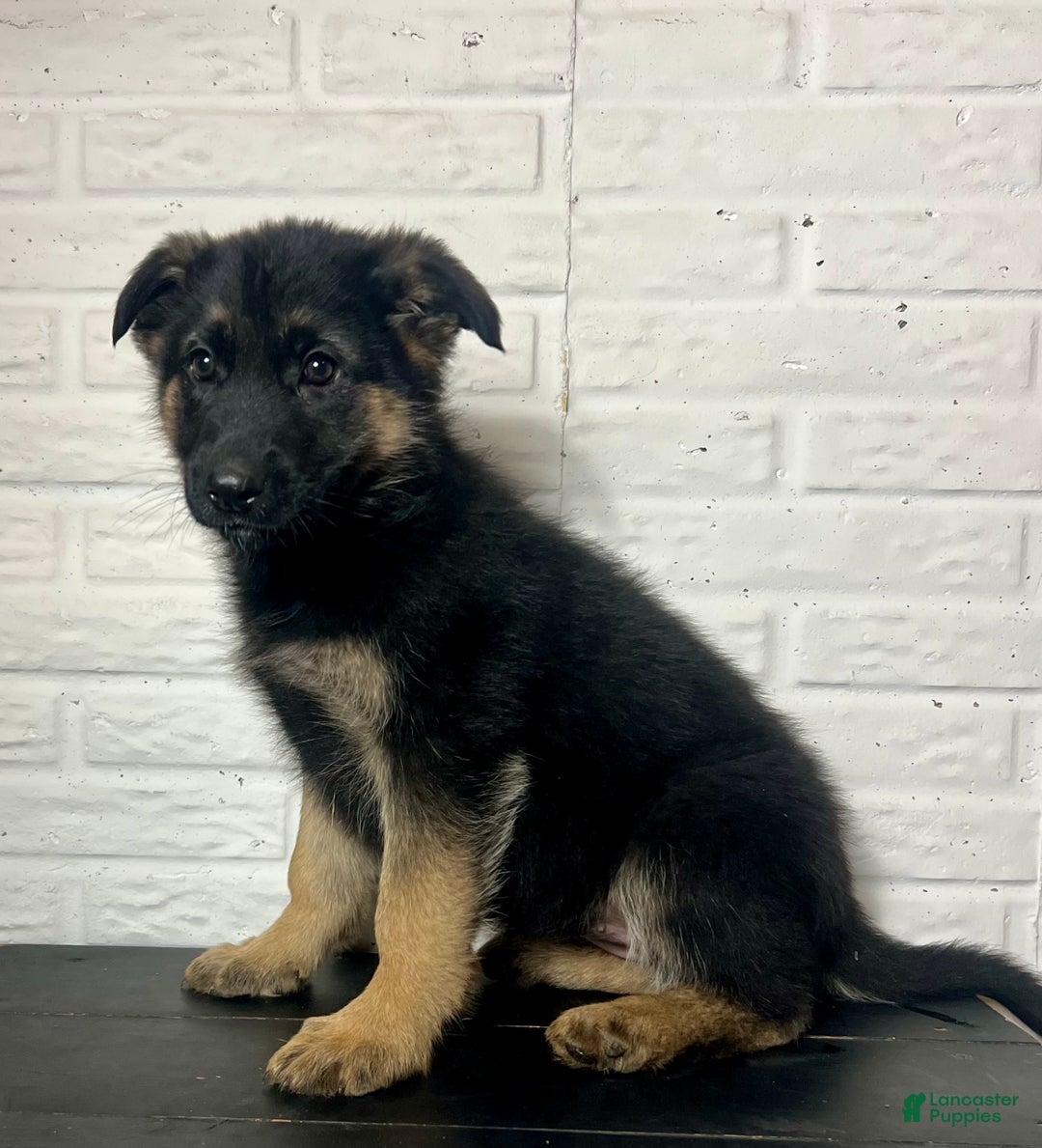 German Shepherd dogs for sale: Dixie - Ad 4