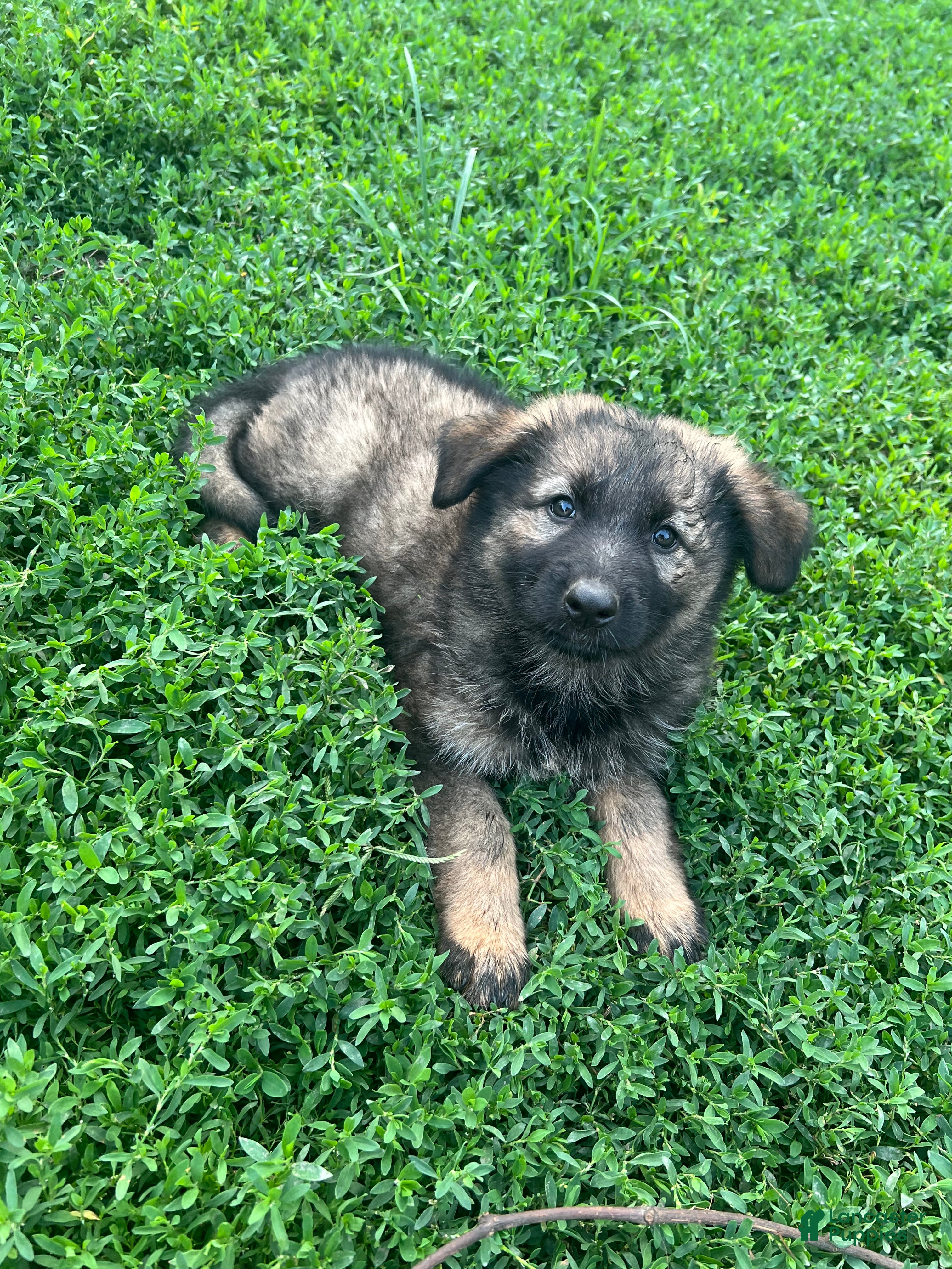 German Shepherd dogs German Shepherd 2 - Ad 3