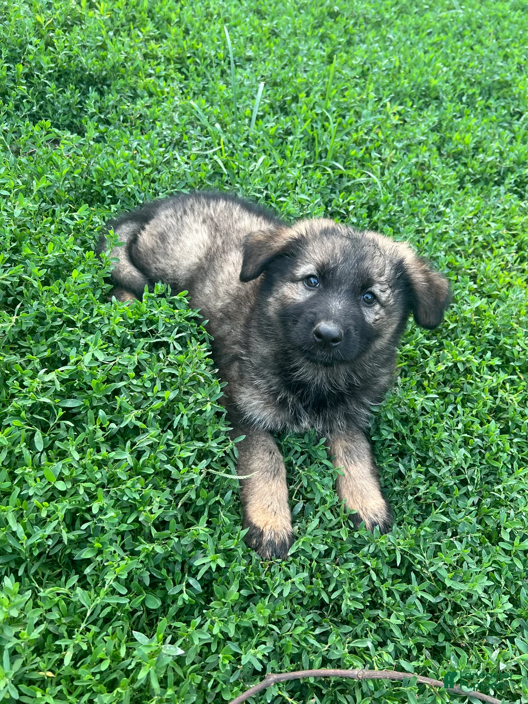 German Shepherd dogs for sale: German Shepherd 2 - Ad 1