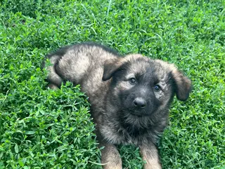 German Shepherd dogs German Shepherd 2 - Ad 3