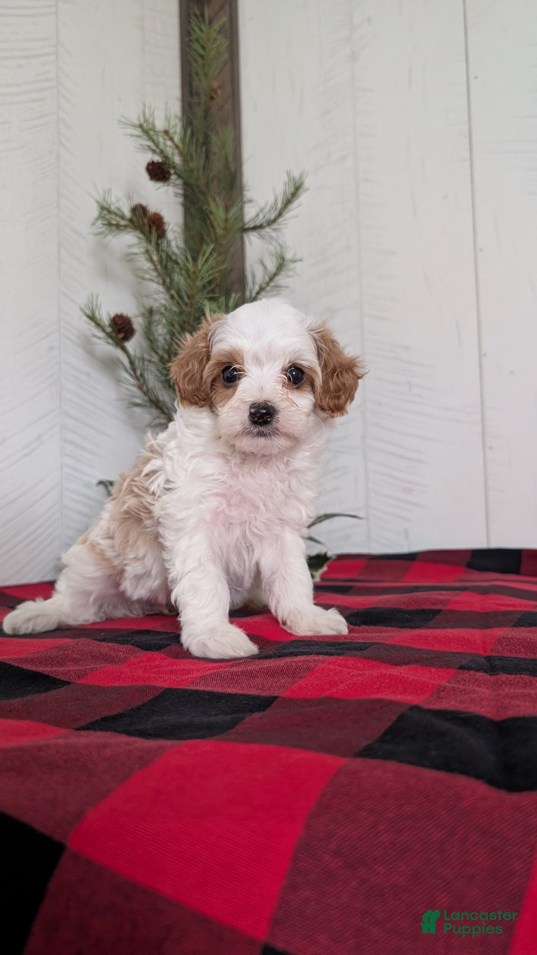 Cavapoo dogs for sale: Delilah  - Ad 9