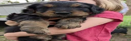 Mixed Breed dogs for sale: Winnie  - Ad 2