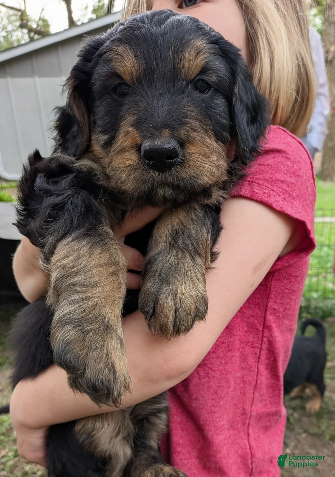 Mixed Breed dogs for sale: Winnie  - Ad 2