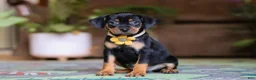 Miniature Pinscher dogs for sale: Daisy - Ad 1
