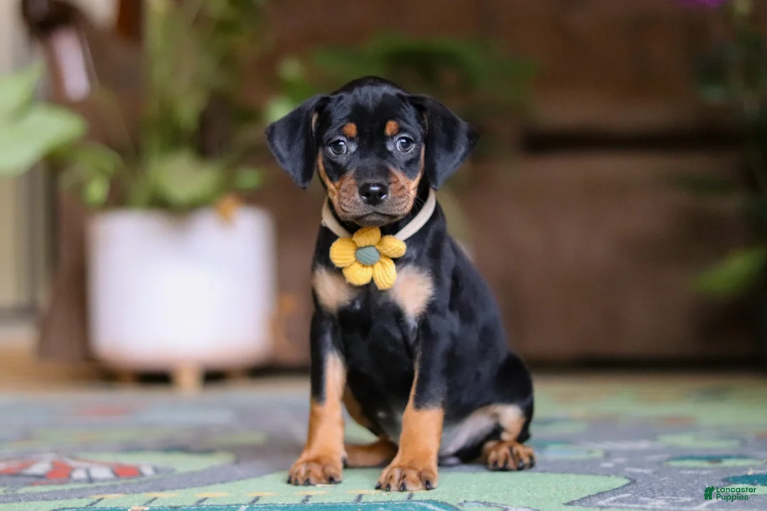 Miniature Pinscher dogs for sale: Daisy - Ad 1