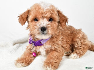 Maltipoo dogs - Ad 42