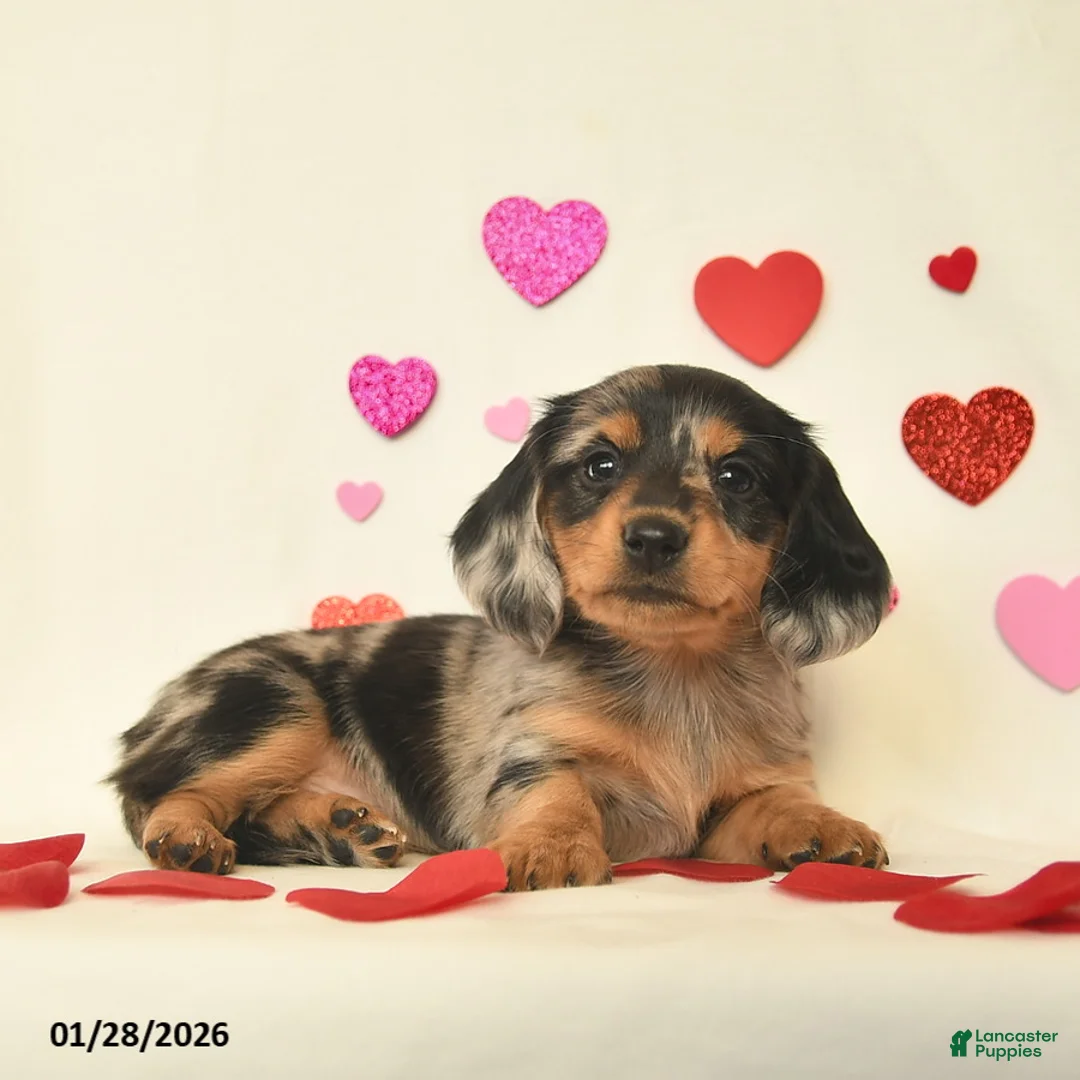 Miniature Dachshund dogs for sale: Oreo  - Ad 3