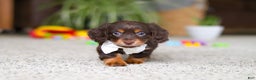 Miniature Dachshund dogs for sale: Zoey - Ad 7