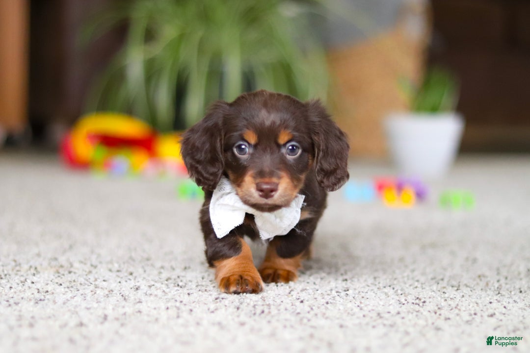 Miniature Dachshund dogs for sale: Zoey - Ad 7