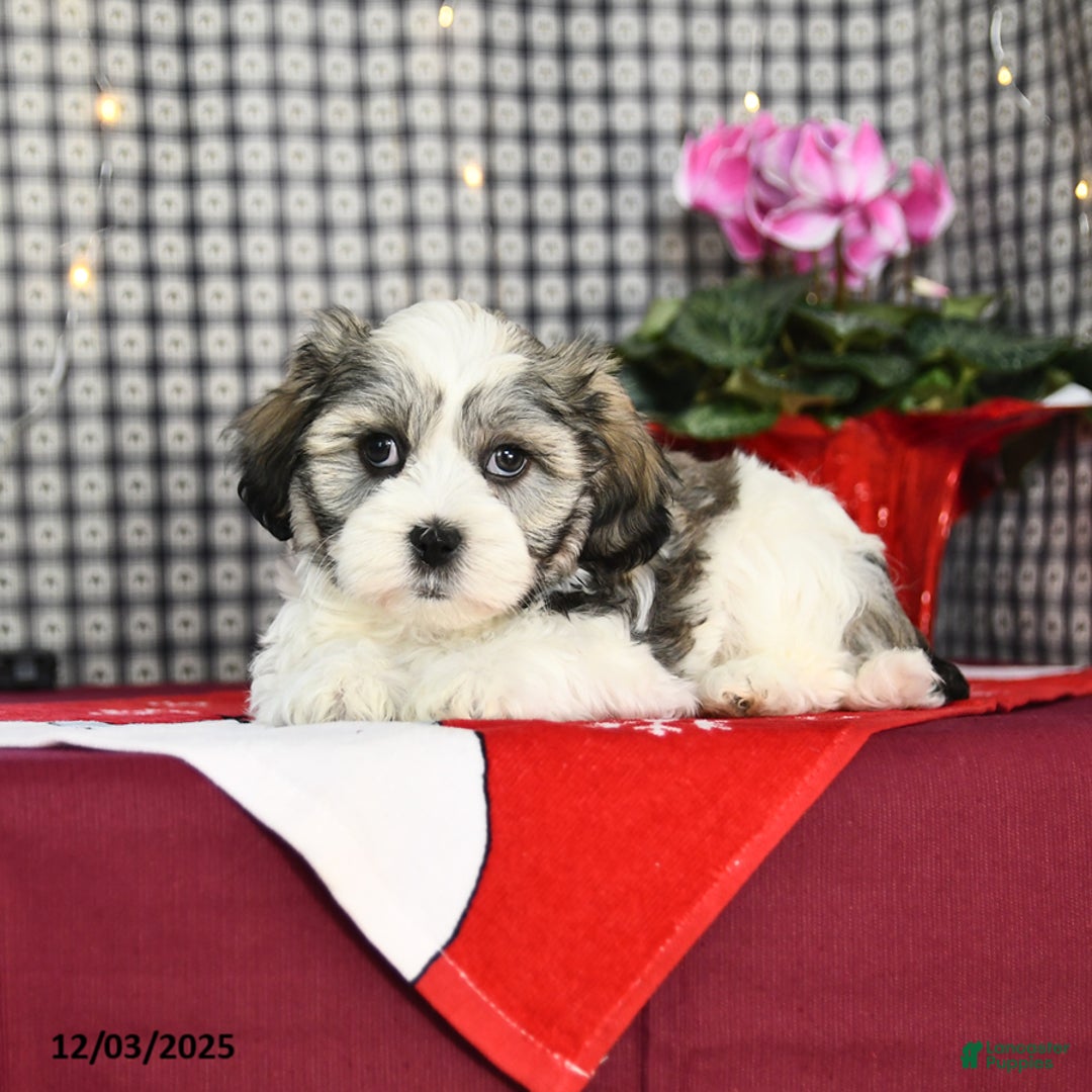 Malshi dogs for sale: Frosty - Ad 3
