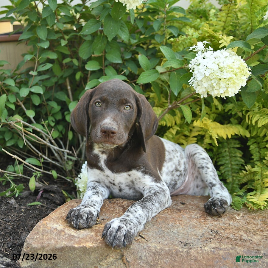 German Shorthaired Pointer dogs Jasper  - Ad 2