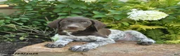 German Shorthaired Pointer dogs for sale: Jasper  - Ad 2