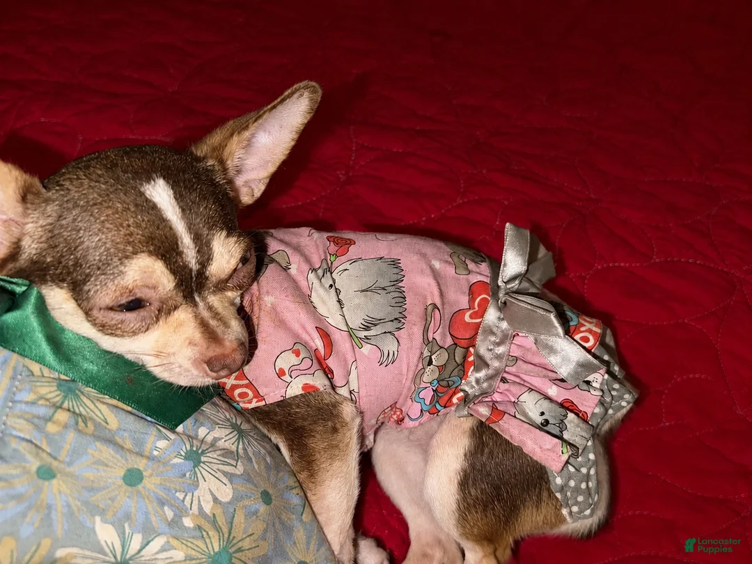 Chihuahua dogs for sale: Finley - Ad 8