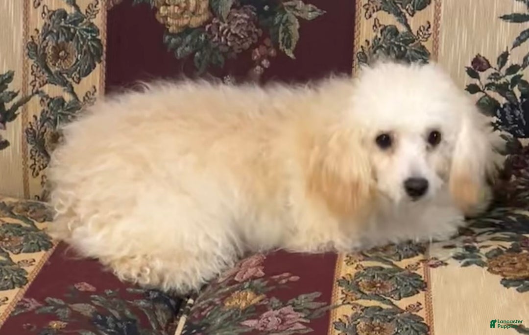 Toy Poodle dogs for sale: Leon - Ad 4