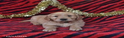 Golden Retriever dogs for sale: Rocket - Ad 5
