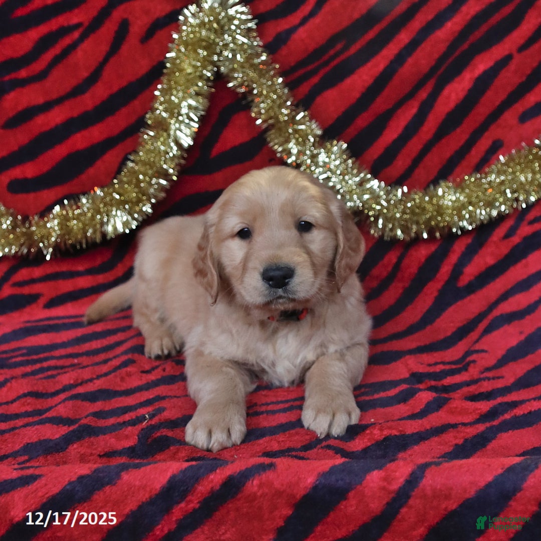 Golden Retriever dogs for sale: Rocket - Ad 5
