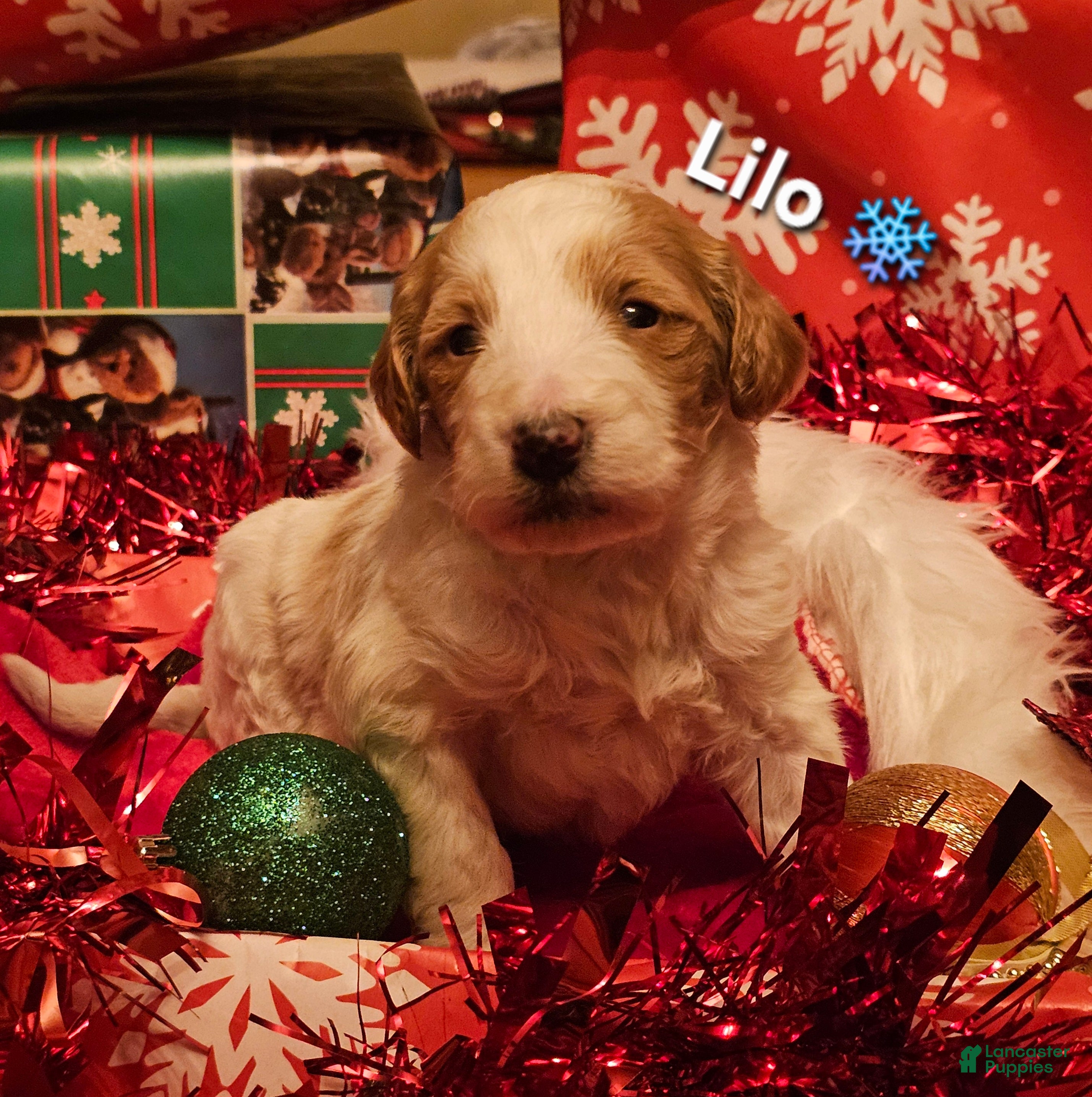 Goldendoodle dogs Lilo - Ad 33