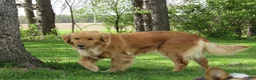 Golden Retriever dogs for sale: LESLIE - Ad 12